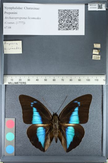 Media type: image;   Entomology 163500